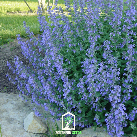 Catmint – 100 Seeds, additional product view 2