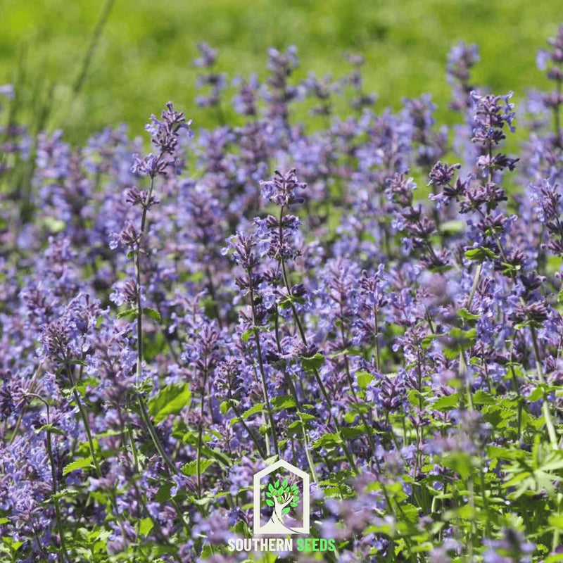 Load image into Gallery viewer, Catmint – 100 Seeds
