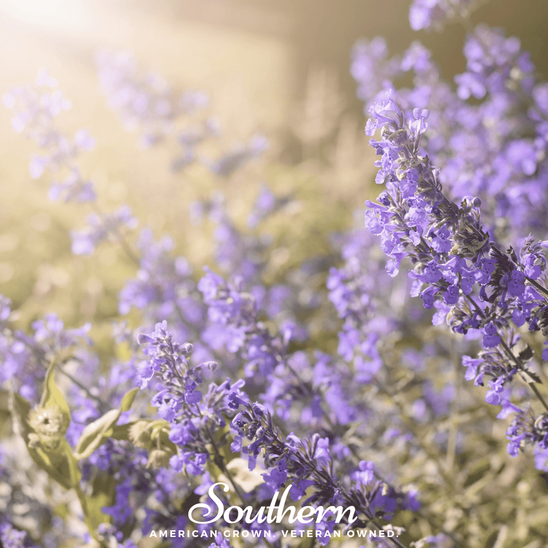Load image into Gallery viewer, Lemon Catnip – 250 Seeds
