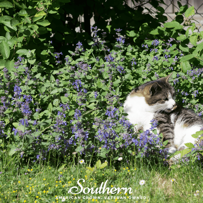 Load image into Gallery viewer, Lemon Catnip – 250 Seeds
