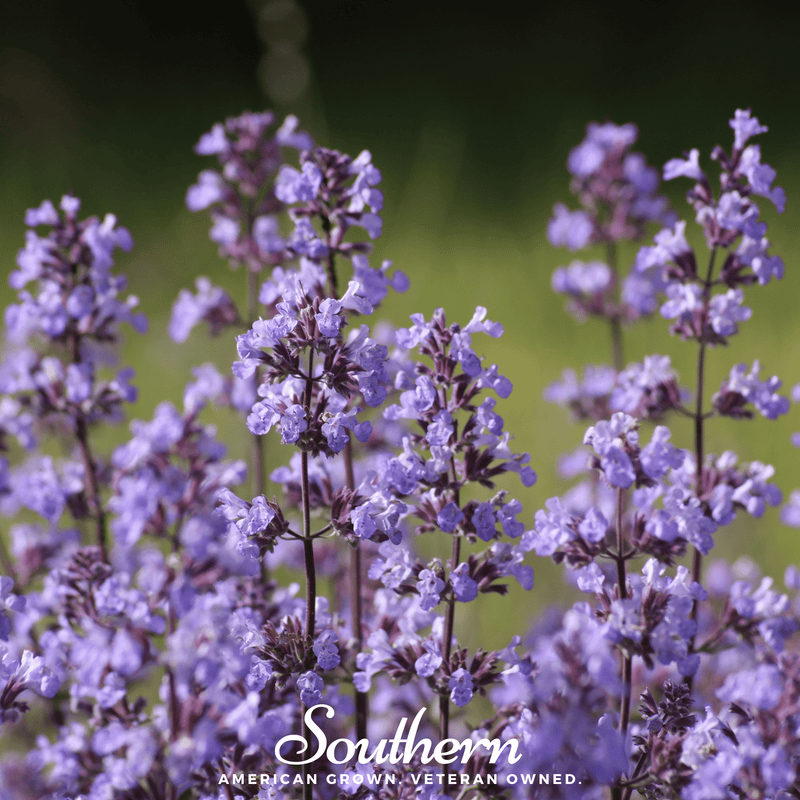 Load image into Gallery viewer, Lemon Catnip – 250 Seeds

