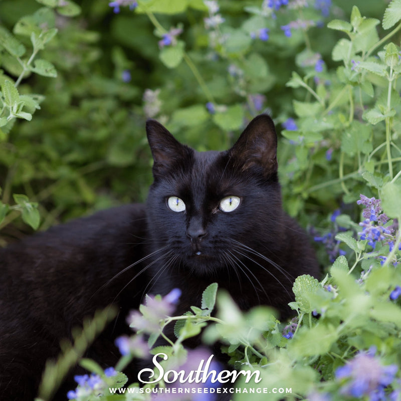 Load image into Gallery viewer, Catnip – 250 Seeds
