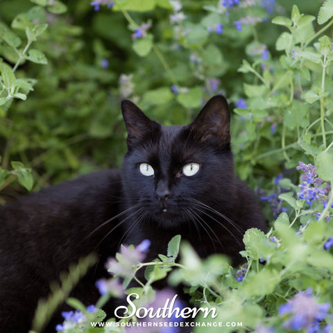 Catnip – 250 Seeds, additional product view 2