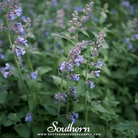 Catnip seeds package, 250 count, GrowTime Garden Supply