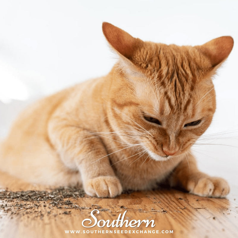 Load image into Gallery viewer, Catnip – 250 Seeds
