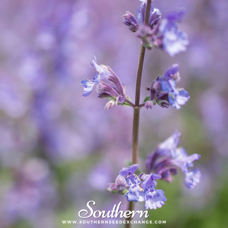 Load image into Gallery viewer, Catnip – 250 Seeds
