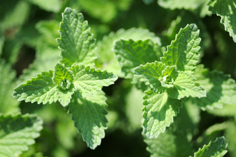 Packet of catnip seeds for growing fresh nepeta for cats.