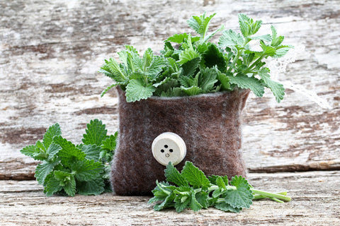 Catnip Seeds, retail packaging