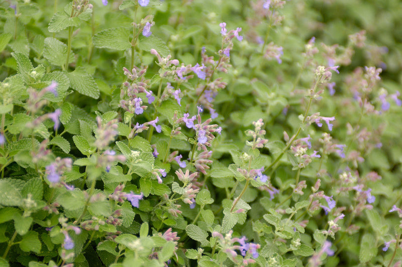 Load image into Gallery viewer, Catnip Seeds
