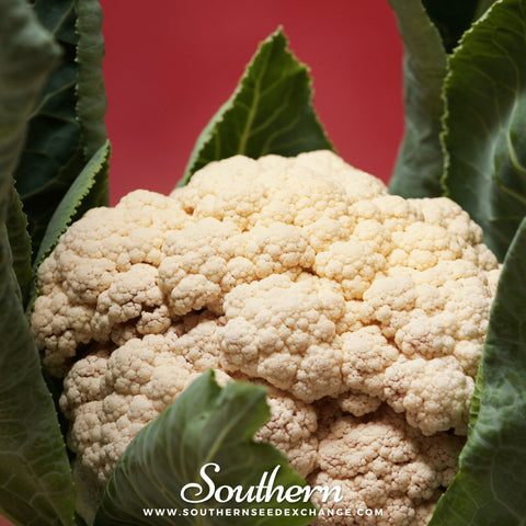 Snowball Y Improved Cauliflower – 200 Seeds, additional product view 2