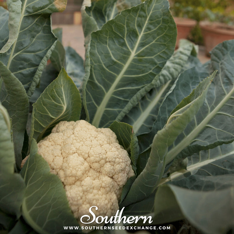 Load image into Gallery viewer, Snowball Y Improved Cauliflower – 200 Seeds
