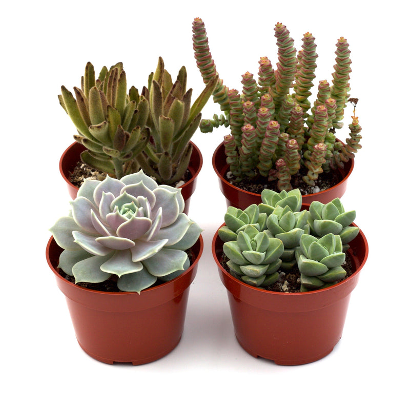 Load image into Gallery viewer, Assorted Succulent Variety
