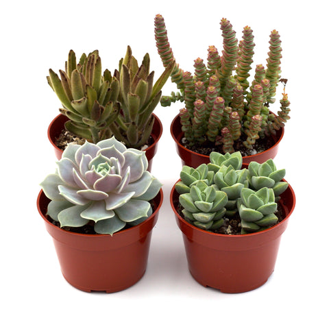 Assorted succulent variety