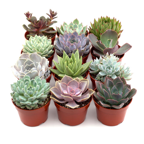Succulent Variety Packs, additional product view 2