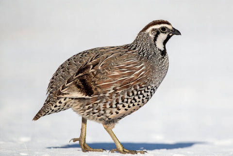 Quail hatching eggs, detail view