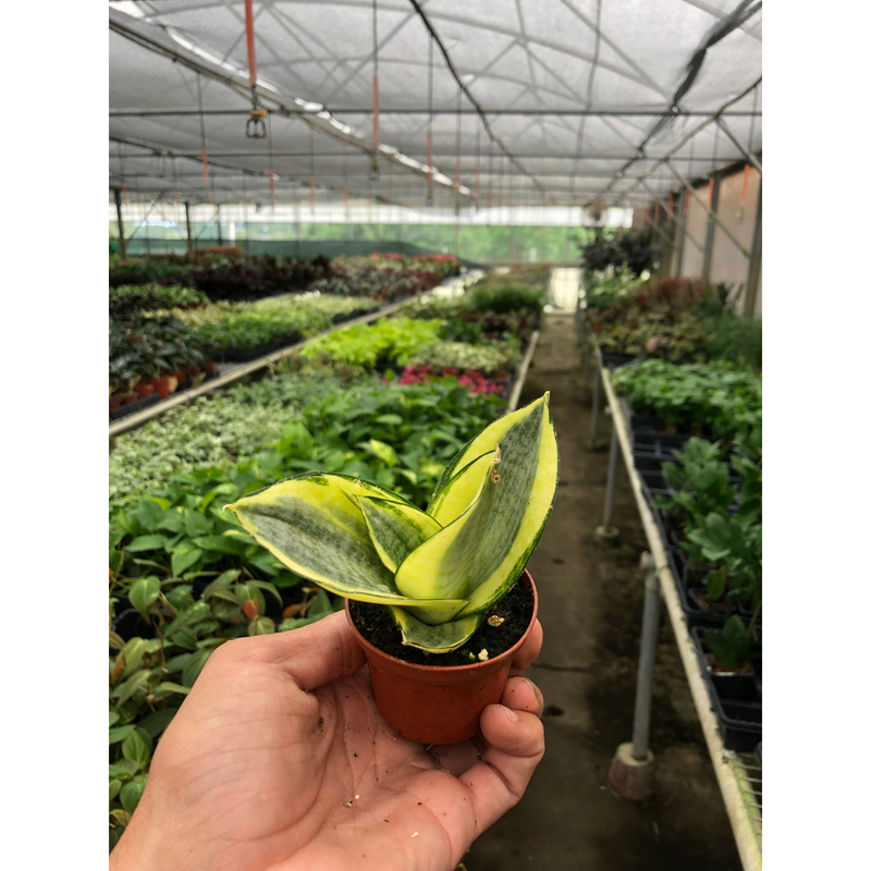 Load image into Gallery viewer, Snake Plant 'Gold Hahnii'
