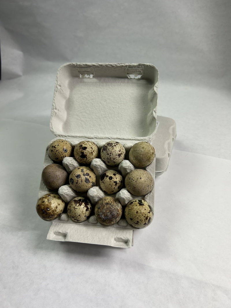 Load image into Gallery viewer, Fresh Quail Eggs Laid in the US
