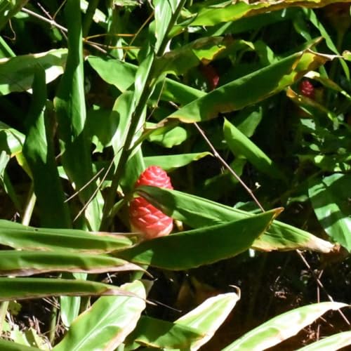 Load image into Gallery viewer, Hawaiian Awapuhi Shampoo Ginger Plant Rhizomes Starter Kit - 2 Rhizomes, Ideal for Cultivating Awapuhi Plant, Perfect Shampoo Ginger Rhizomes for Garden Enthusiasts and Beginners
