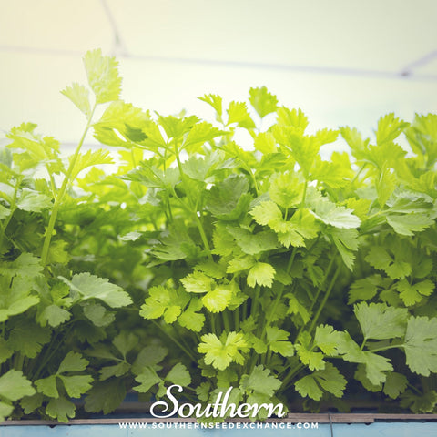 Cutting Celery seeds package, 200 count, GrowTime Garden Supply