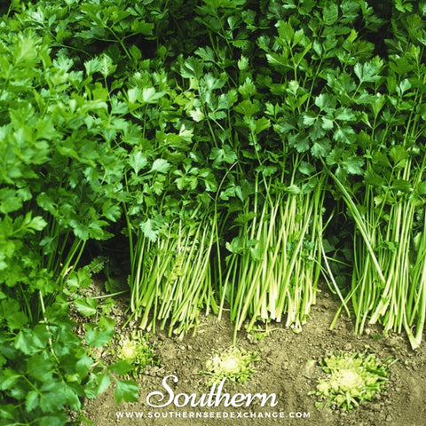 Cutting Celery – 200 Seeds, additional product view 2