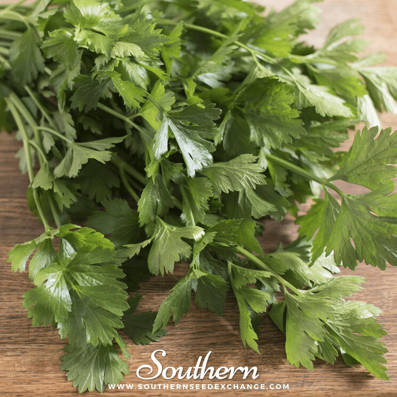 Load image into Gallery viewer, Cutting Celery – 200 Seeds
