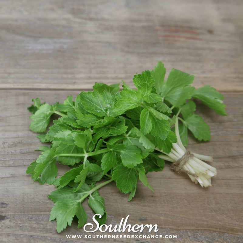 Load image into Gallery viewer, Cutting Celery – 200 Seeds
