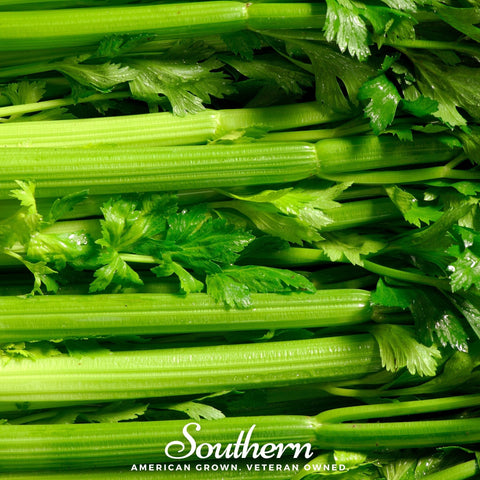Tendercrisp Celery seeds package, 300 count, GrowTime Garden Supply