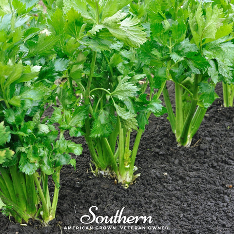 Tendercrisp Celery – 300 Seeds, additional product view 2