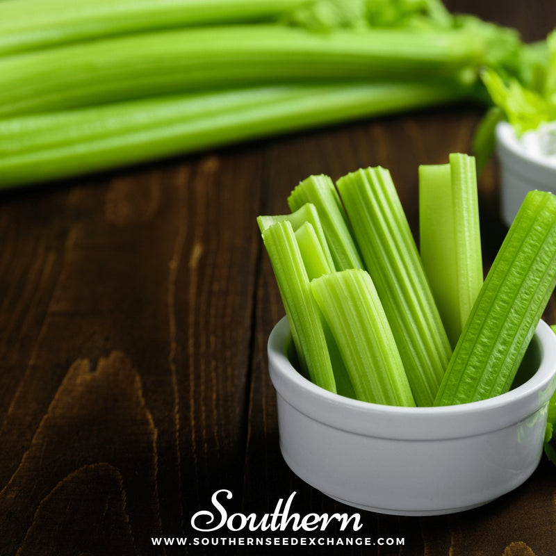 Load image into Gallery viewer, Utah 52-70 Celery – 300 Seeds
