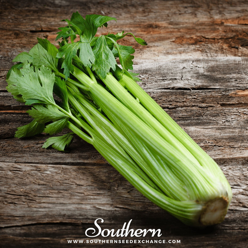 Load image into Gallery viewer, Utah 52-70 Celery – 300 Seeds
