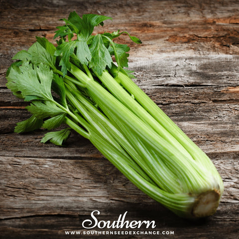 Utah 52-70 Celery seeds package, 300 count, GrowTime Garden Supply