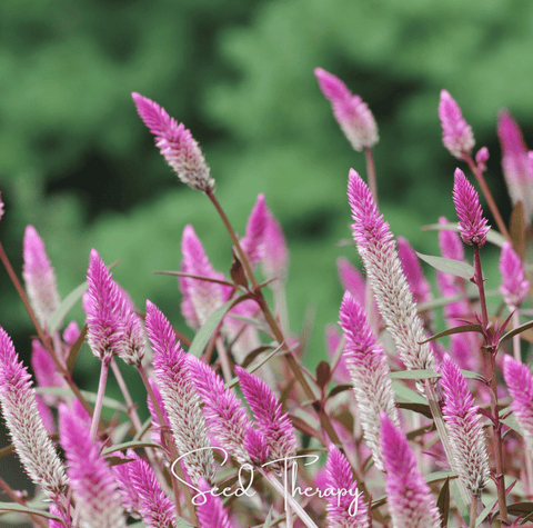 Flamingo Feather Celosia 40 Seeds
