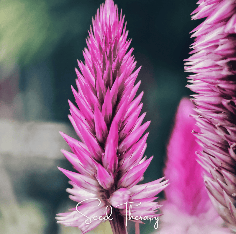 Load image into Gallery viewer, Flamingo Feather Celosia – 40 Seeds
