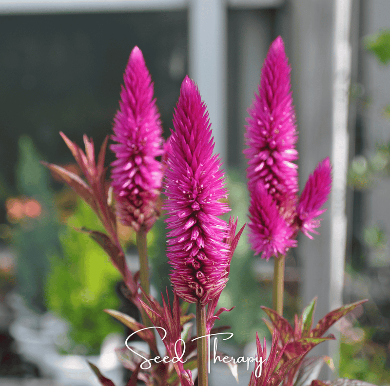 Load image into Gallery viewer, Flamingo Feather Celosia – 40 Seeds
