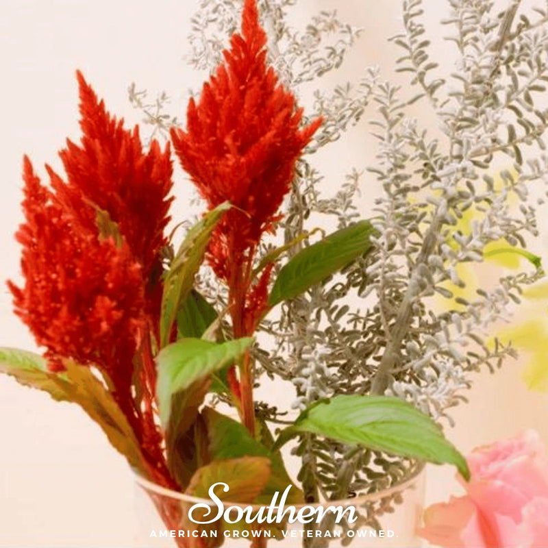 Load image into Gallery viewer, Nana Glitter Scarlet Celosia – 30 Seeds
