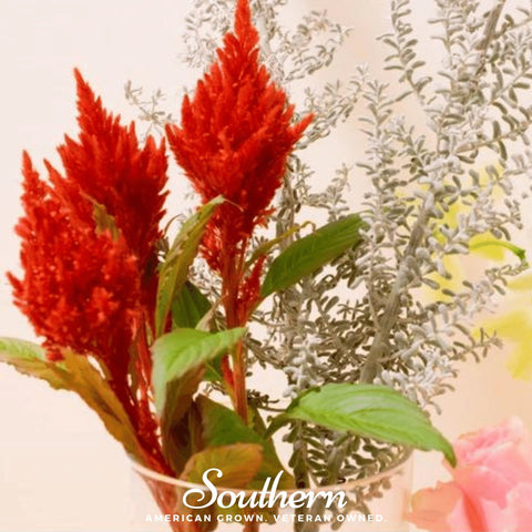 Nana Glitter Scarlet Celosia – 30 Seeds, additional product view 2