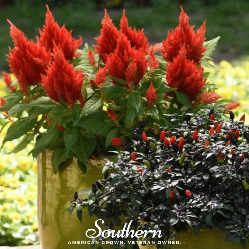 Load image into Gallery viewer, Nana Glitter Scarlet Celosia – 30 Seeds
