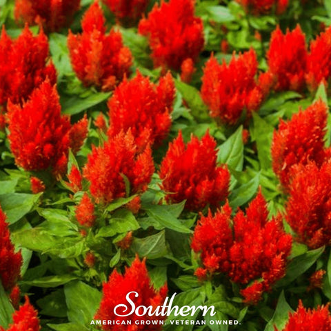 Nana Glitter Scarlet Celosia 30 Seeds