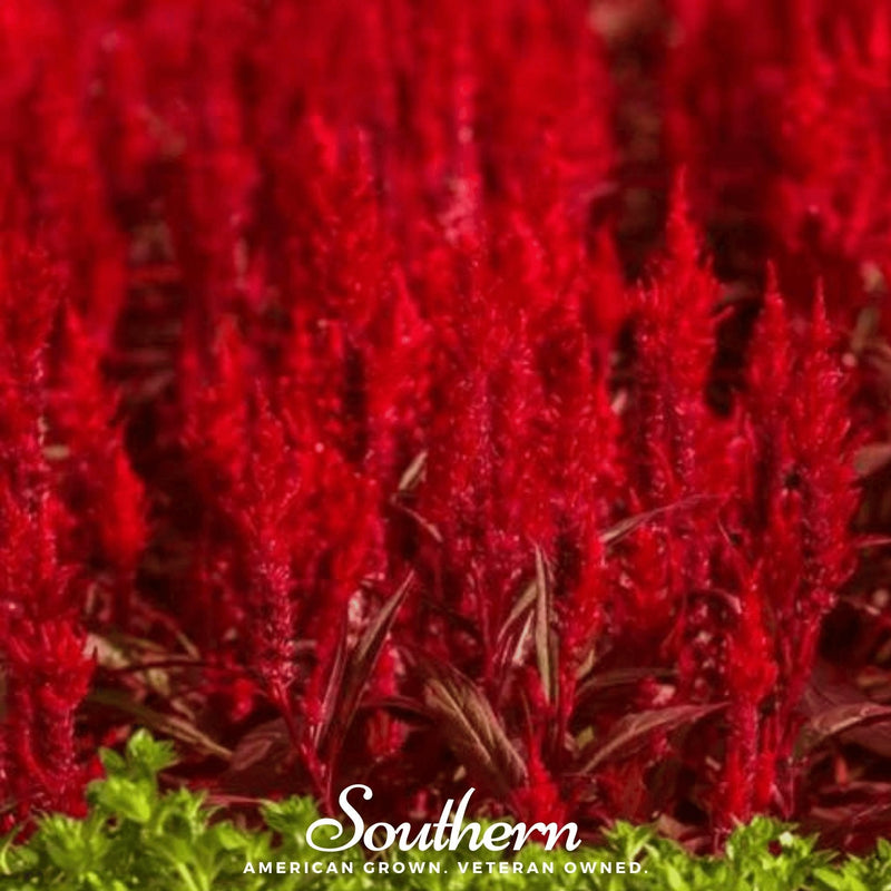 Load image into Gallery viewer, Nana Glitter Scarlet Celosia – 30 Seeds
