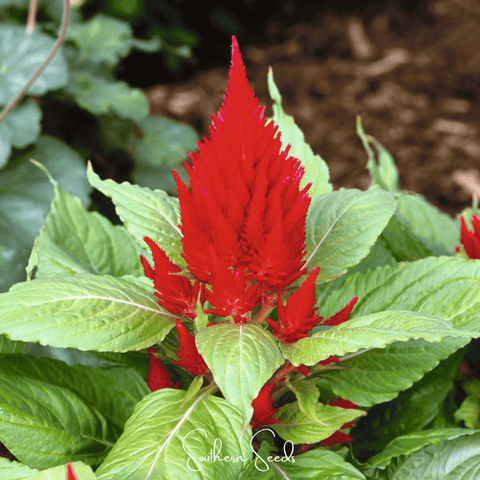 Scarlet Plume Celosia – 100 Seeds, additional product view 2