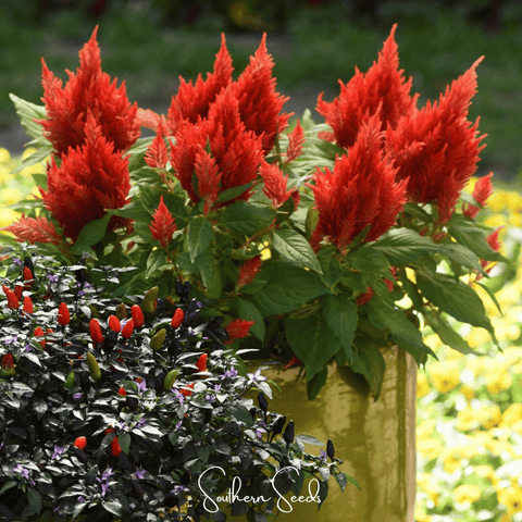 Scarlet Plume Celosia 100 Seeds