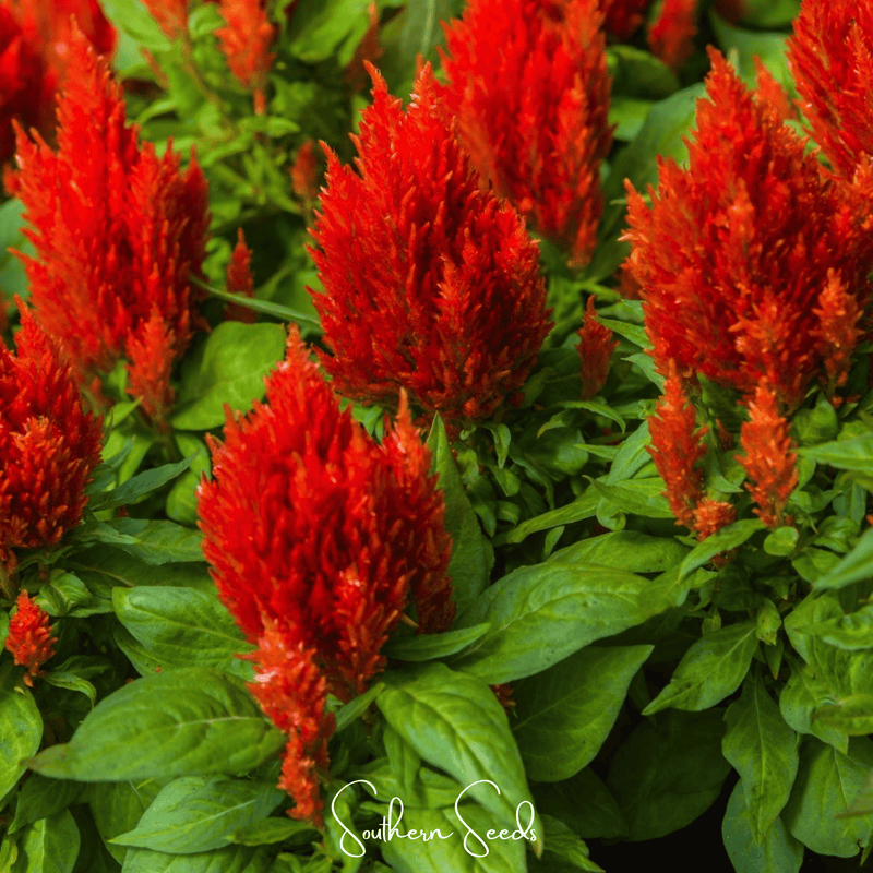 Load image into Gallery viewer, Scarlet Plume Celosia – 100 Seeds
