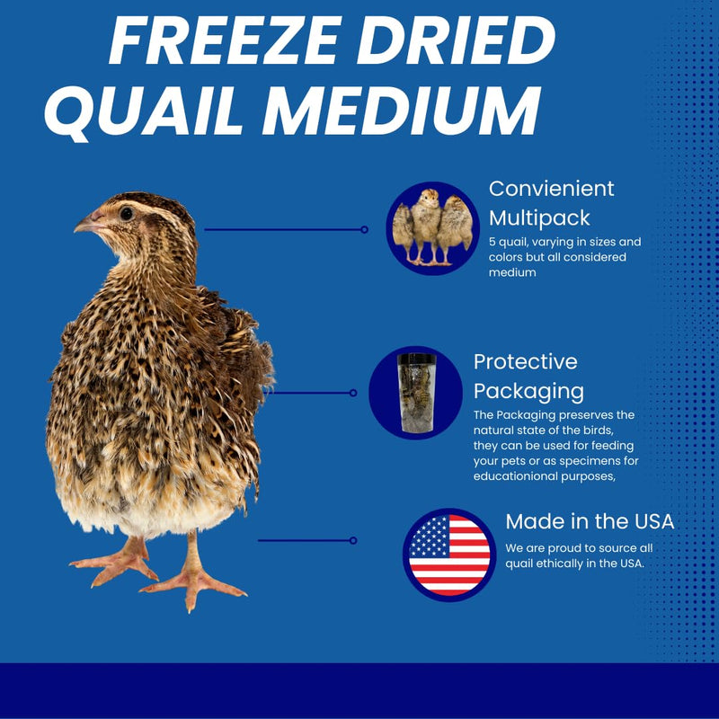 Load image into Gallery viewer, Whole Quail Chick for Carnivore Pets - Natural Prey Feeding - Quality Protein Source Medium Size Chicks 5 Count
