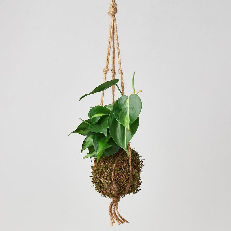 Load image into Gallery viewer, Kokedama Moss Ball Hanging Plant
