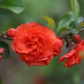 Double Take Orange Quince, additional product view 2