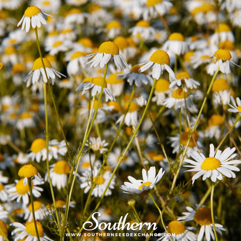 German Chamomile seeds package, 200 count, GrowTime Garden Supply