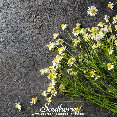German Chamomile – 200 Seeds, additional product view 2