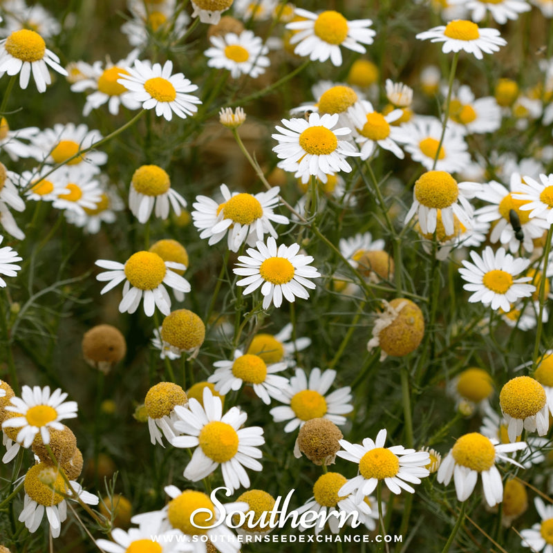 Load image into Gallery viewer, German Chamomile – 200 Seeds
