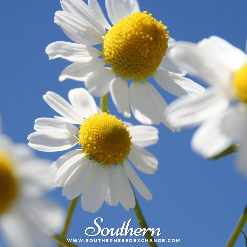 Load image into Gallery viewer, German Chamomile – 200 Seeds
