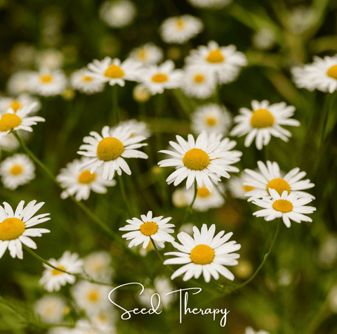 Roman Chamomile seeds package, 300 count, GrowTime Garden Supply